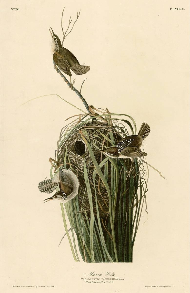 Plate 100 of Birds of America by John James Audubon depicting Marsh Wren by Donkey Shot (talk). Public Domain